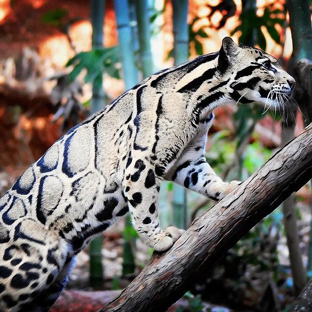 Summer Photograph - Awesome Looking Clouded Leopard!! by Carter W