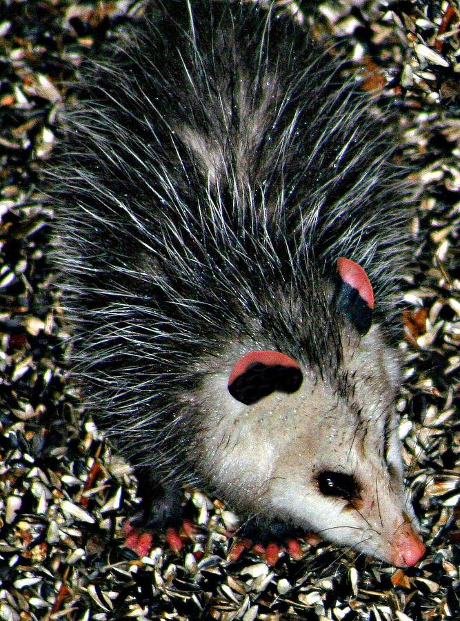 Awesome Possum Photograph by Barbara S Nickerson
