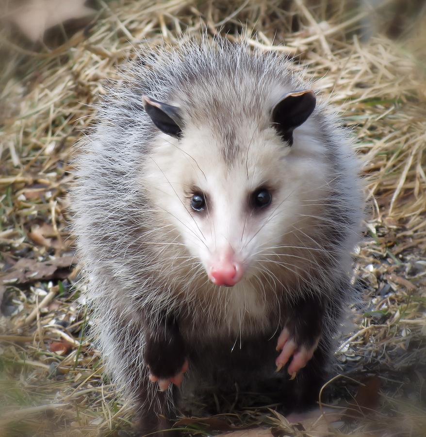 Awesome Possum Photograph by MTBobbins Photography