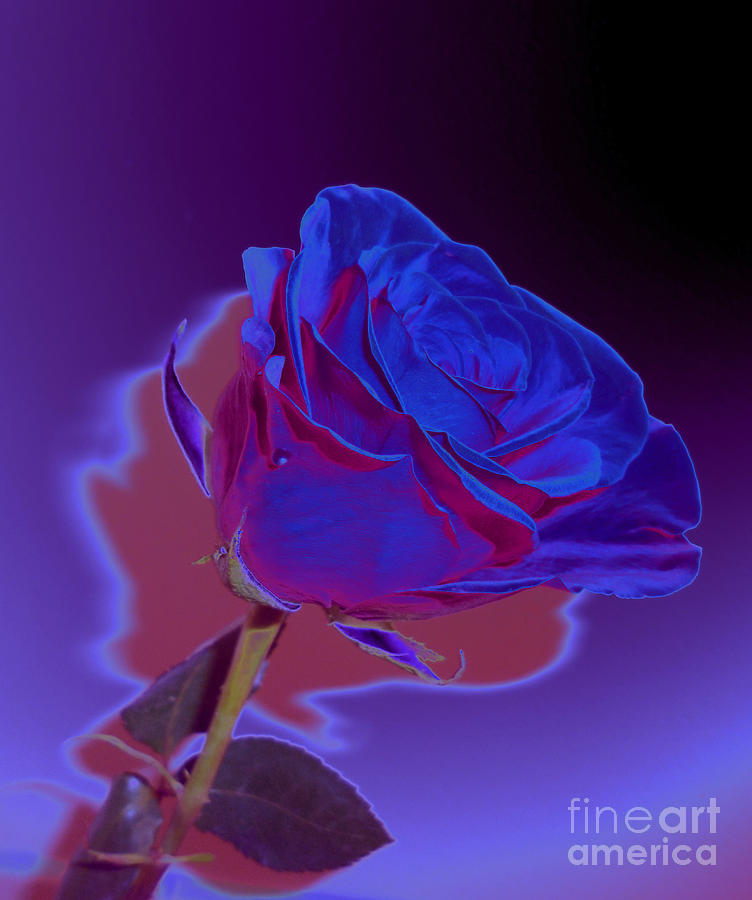Awesome Purple And Blue Rose Bizarre Photograph
