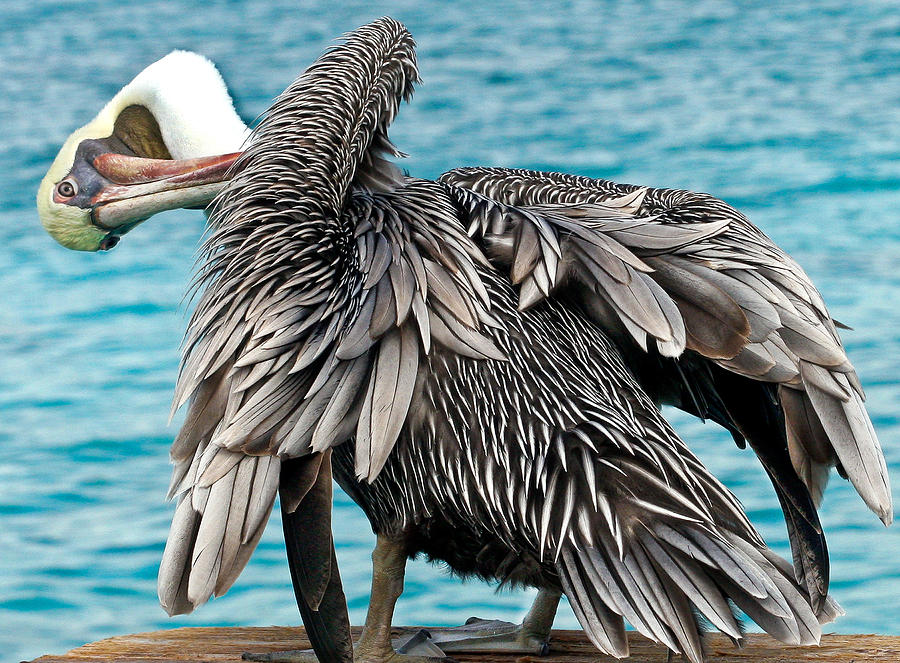 Awkward Pelican Photograph by Jean Noren