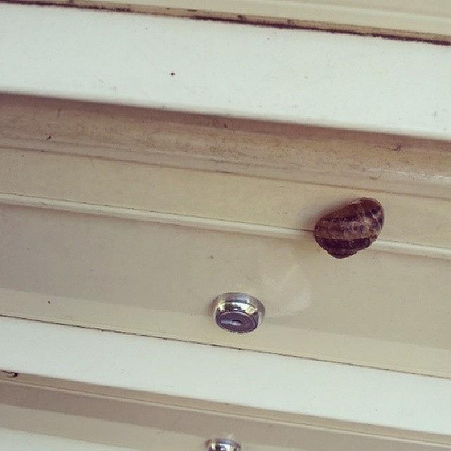 Snail Photograph - Aww How Cute #snail #mailbox by Crystal Chloe
