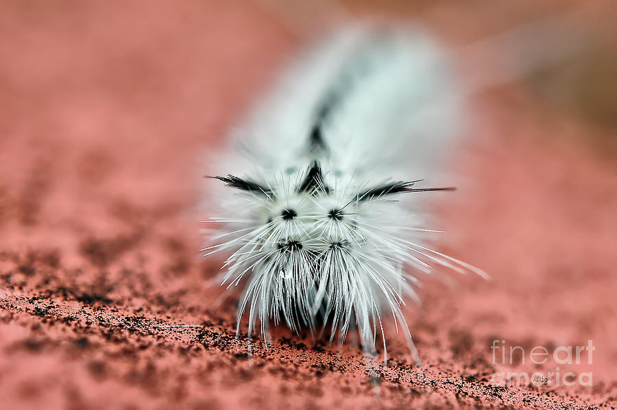 Insects Photograph - Awww Dont Cry by Lois Bryan