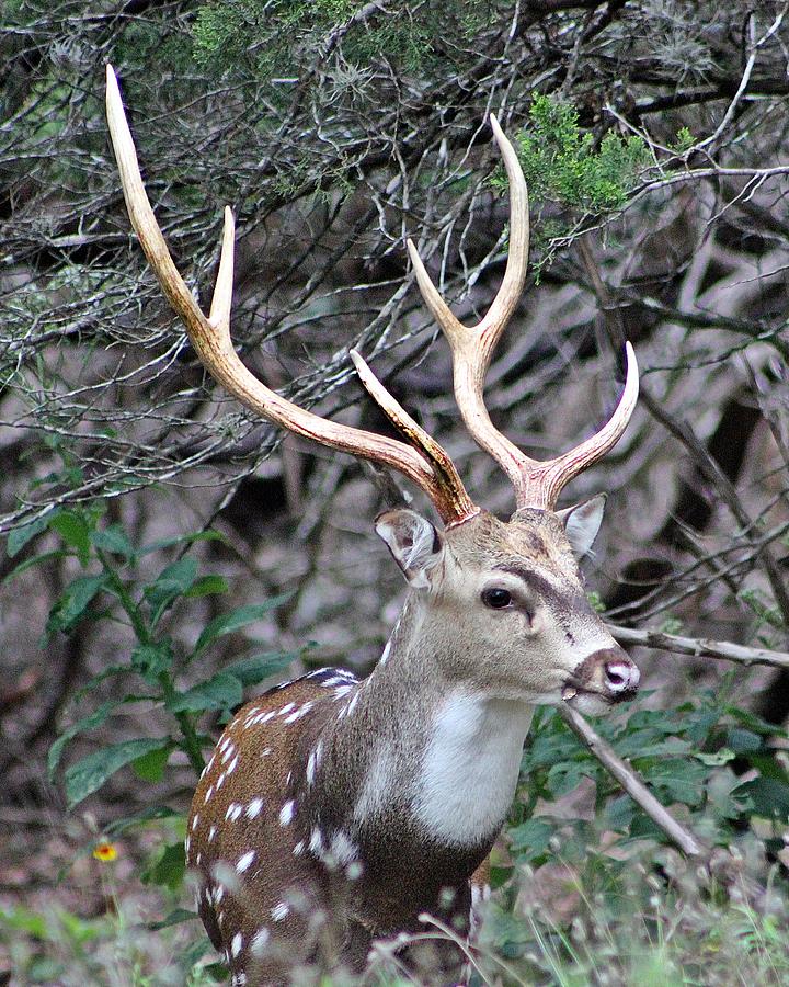 Axis Buck Photograph by Monica Wheelus - Fine Art America