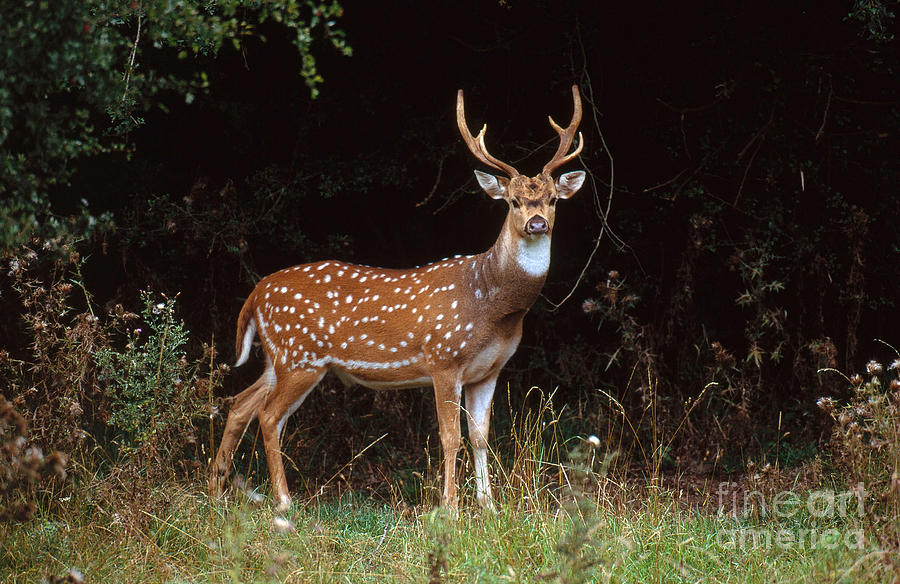 Axis Deer Or Chital Photograph by Art Wolfe