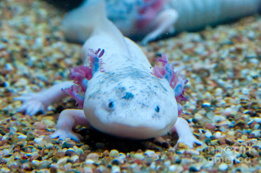 Axolotl Photograph by Mark Newman