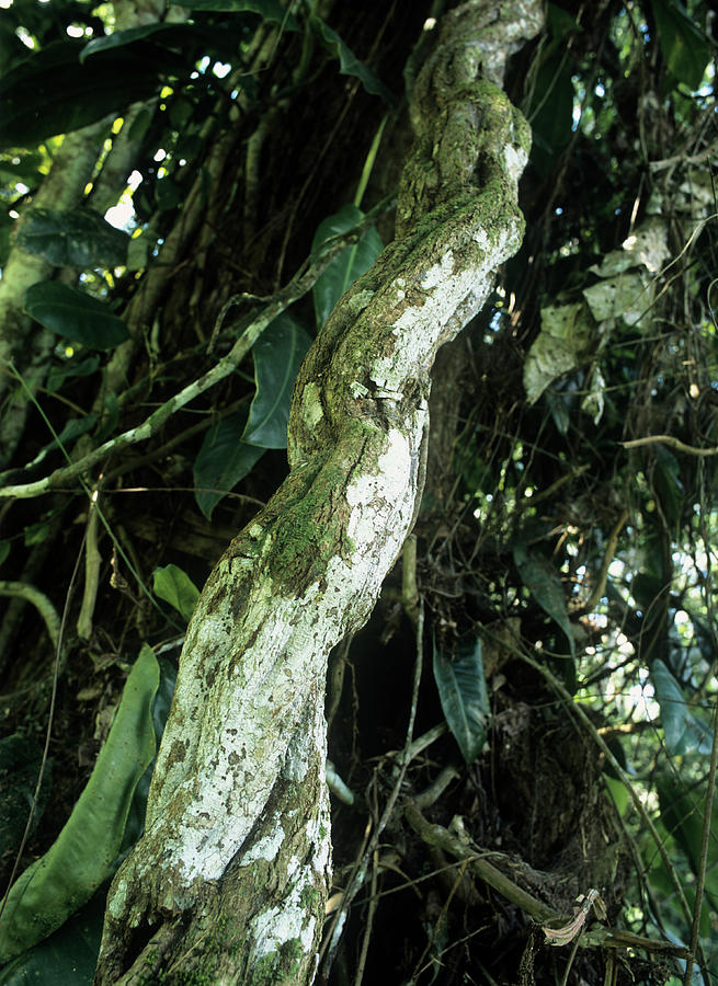 Nature Photograph - Ayahuasca Trunk by Dr Morley Read/science Photo Library