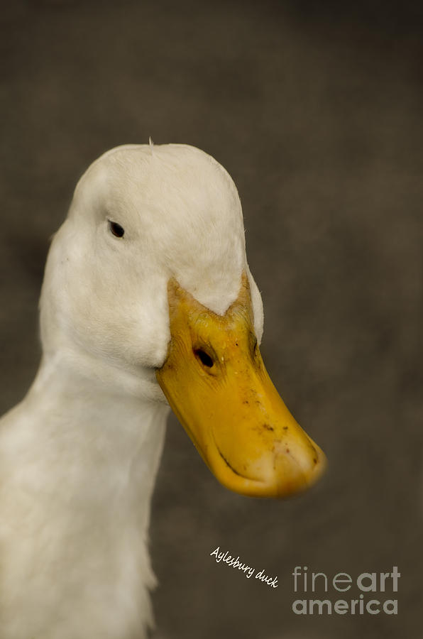 Aylesbury Duck Photograph by Linsey Williams