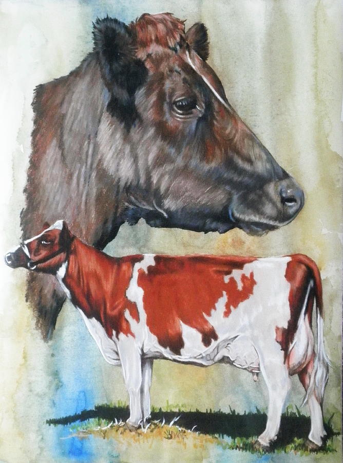 Ayrshire Cattle Mixed Media by Barbara Keith