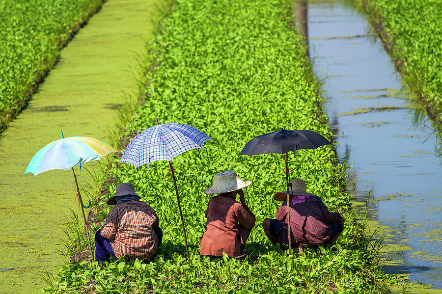 Ayutthaya_farmers Photograph by Jean-claude Soboul