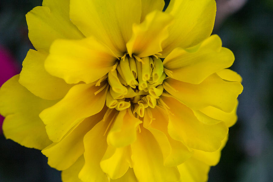 AYZ - A Yellow Zinnia Photograph by Renette Coachman
