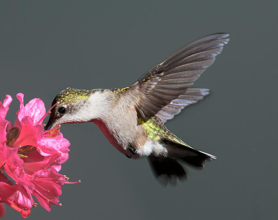 Azalea And The Hummingbird Photograph by Lara Ellis