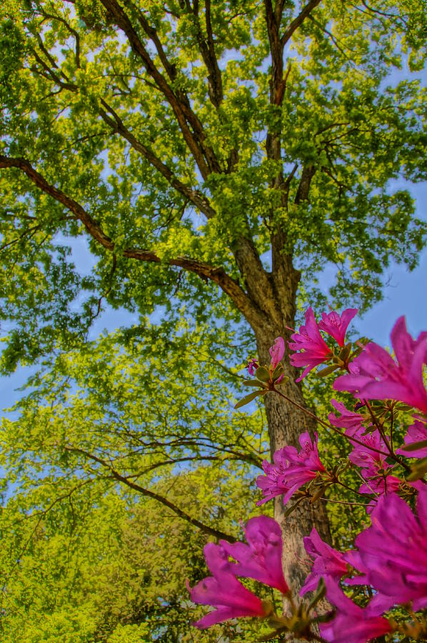 Spring Photograph - Azalea and tree by Julie Grandfield