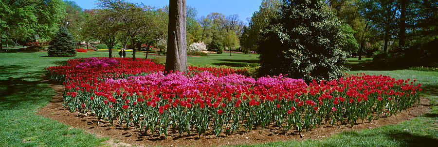 Baltimore Photograph - Azalea And Tulip Flowers In A Park by Panoramic Images