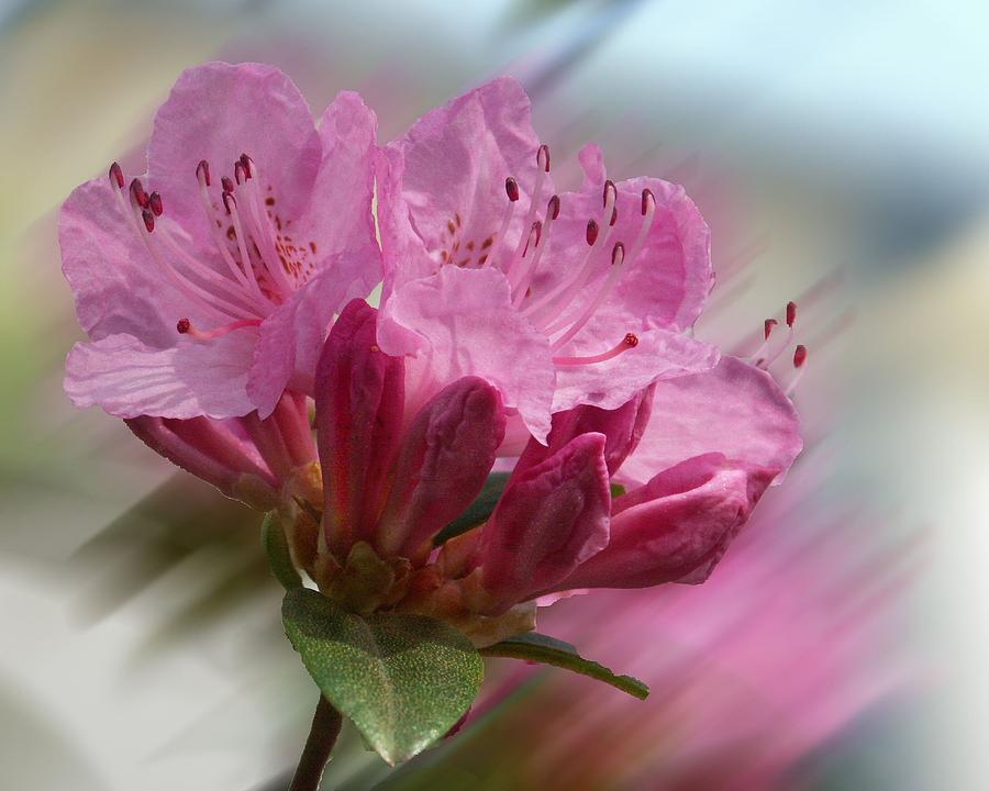 Flowers Still Life Photograph - Azalea Bloom by Lorraine Keil