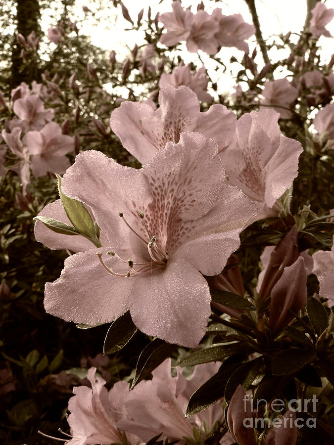 Azalea Blossoms Photograph by MM Anderson