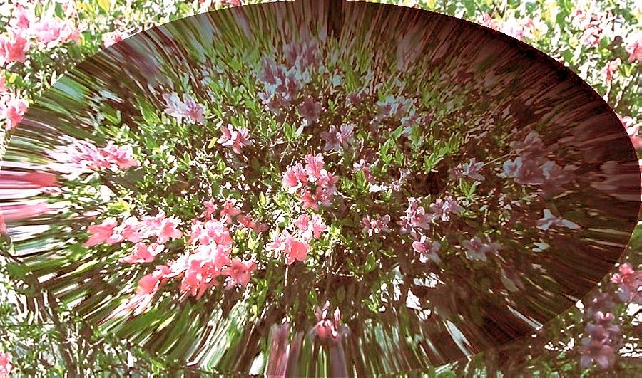 Flower Photograph - Azalea Bouquet by Pamela Hyde Wilson