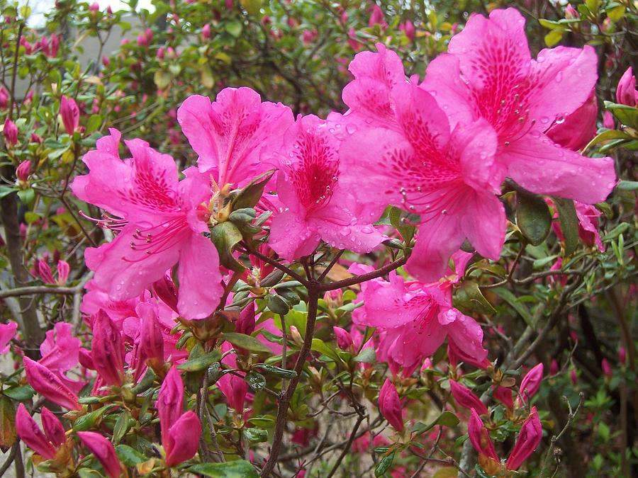 Azalea Brilliance Photograph by Margaret Hodgson | Fine Art America