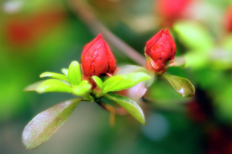 Azalea Buds (rhododendron Sp.) Photograph by Maria Mosolova/science Photo Library Fine Art America