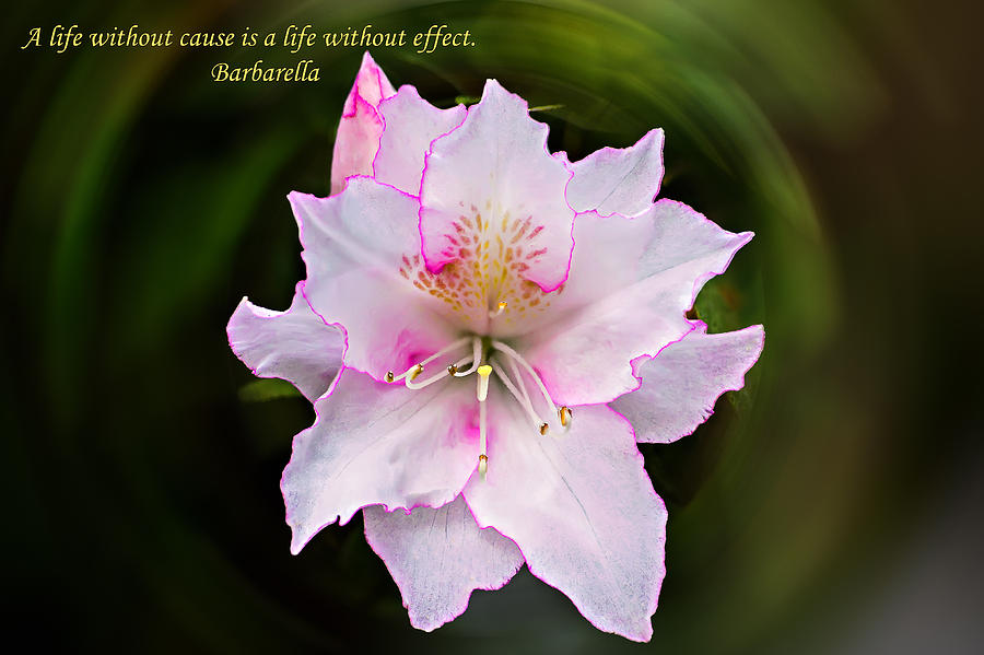Azalea Cause and Effect Photograph by Michael Whitaker