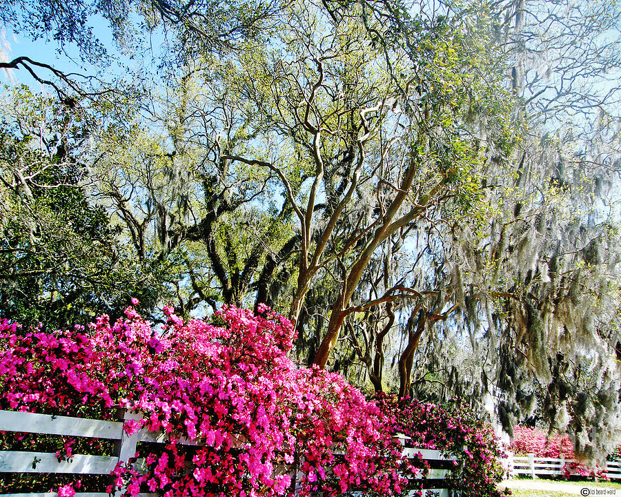 Azalea Clad Fence Roselawn Plantation Photograph by Lizi Beard-Ward