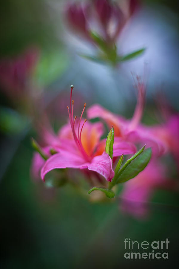 Azalea Color Mystere Photograph by Mike Reid