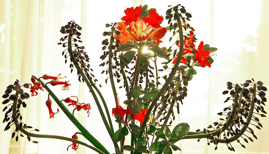 Azalea Floral Art Photograph