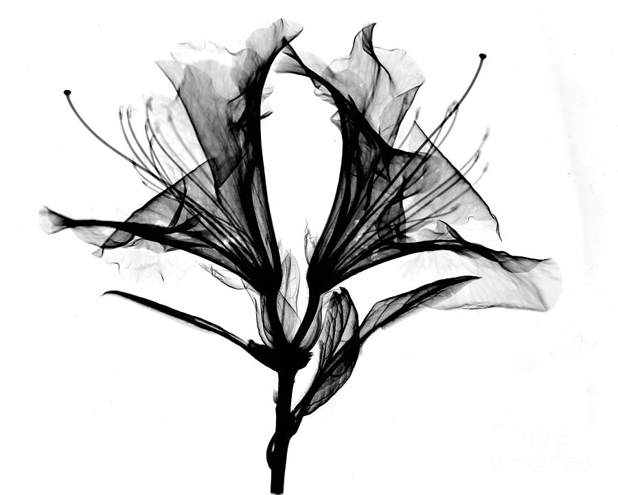 Azalea Flower X-ray Photograph by Bert Myers