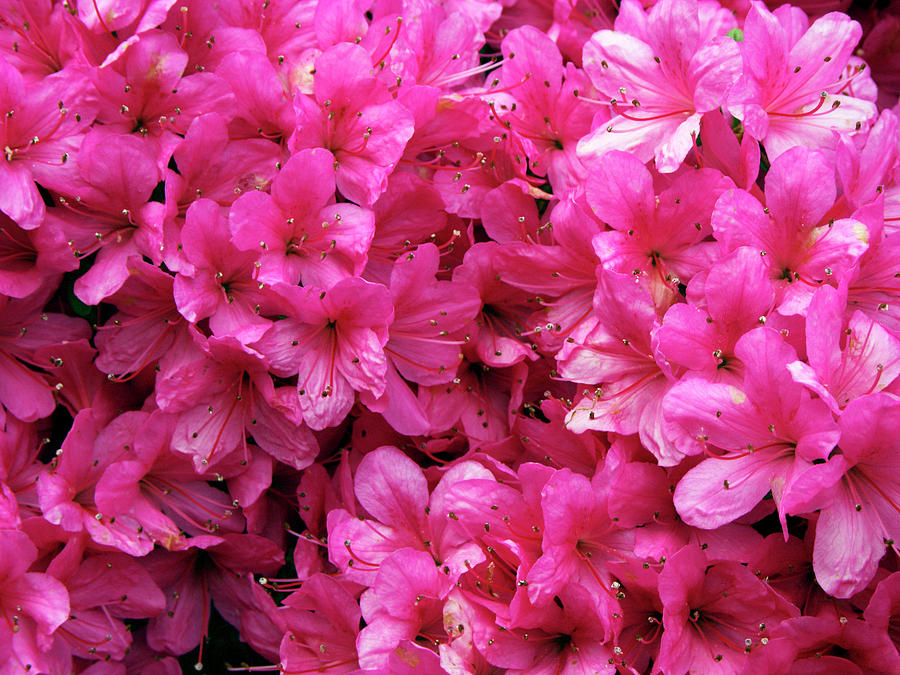 Azalea Flowers (rhododendron Sp.) Photograph by Nick Wiseman/science Photo Library