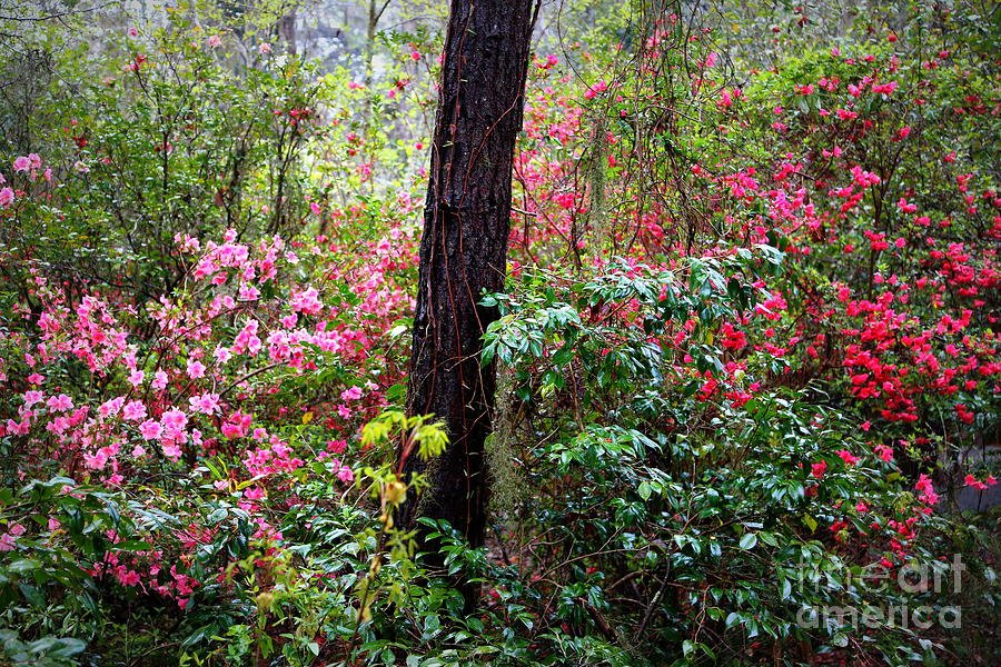 Azalea Forest Photograph by Carol Groenen
