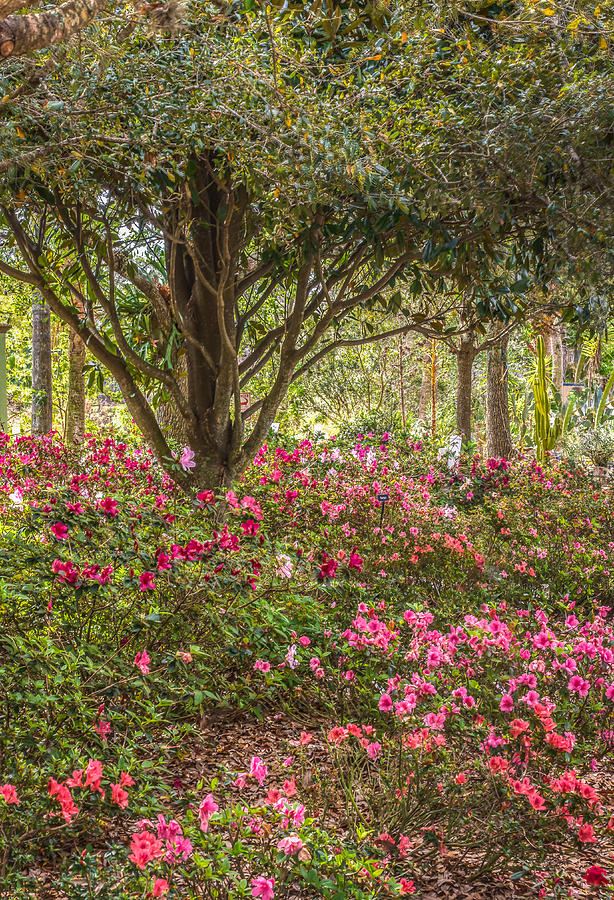 Azalea garden Photograph by Jane Luxton