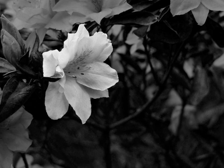 Spring Photograph - Azalea in Black and White by Phil And Karen Rispin