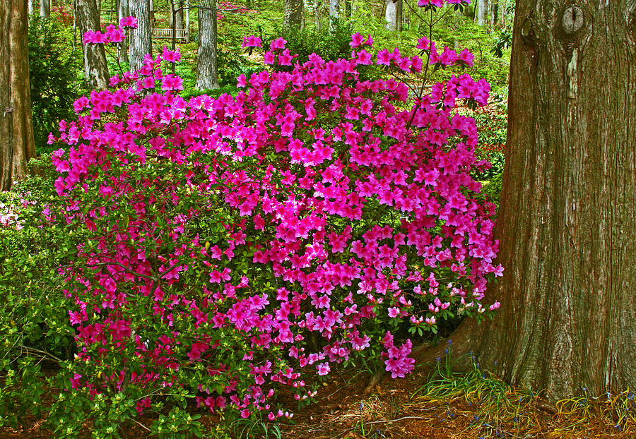 Azalea in the woods Photograph by Andy Lawless