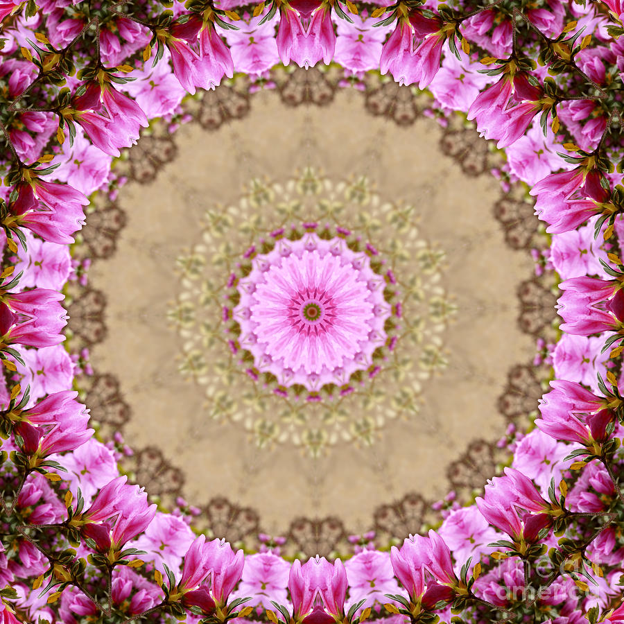 Azalea Pink Kaleidoscope Photograph by MM Anderson