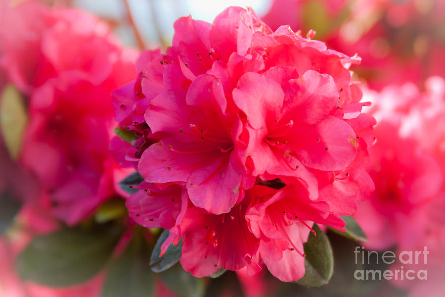 Flowers Photograph - Azalea by Wayne Valler Flowers Photograph - Azalea by Wayne Valler