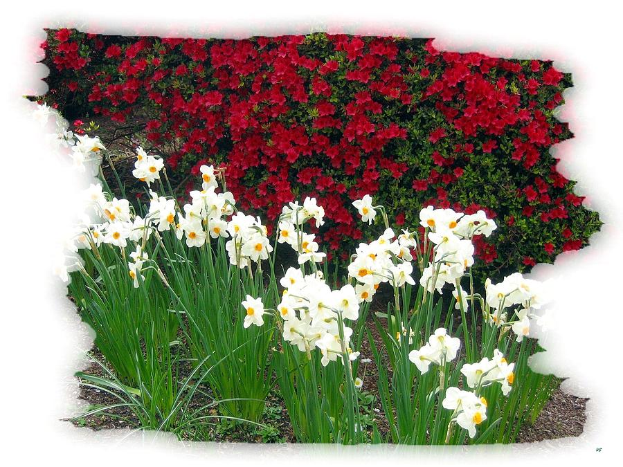 Garden Photograph - Azaleas And Narcissus by Will Borden