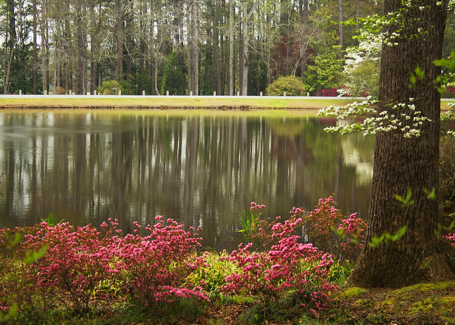 Azaleas and Reflection Pond Photograph by Kathy Clark
