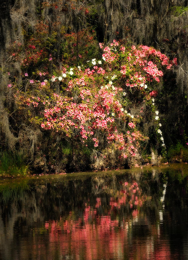 Azaleas and Swamp Rose Photograph by Carol Eade