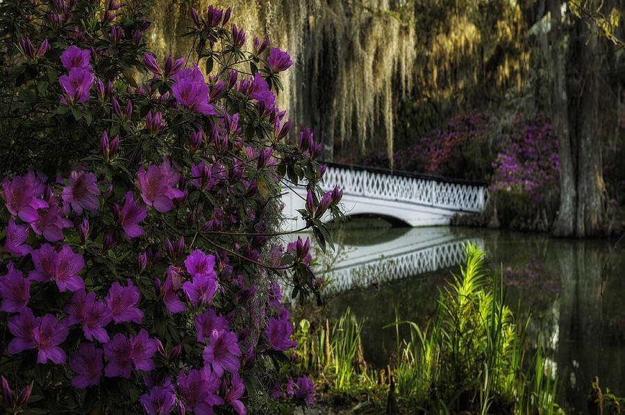 Ashley River Photograph - Azaleas frame the White Bridge by Mark Serfass