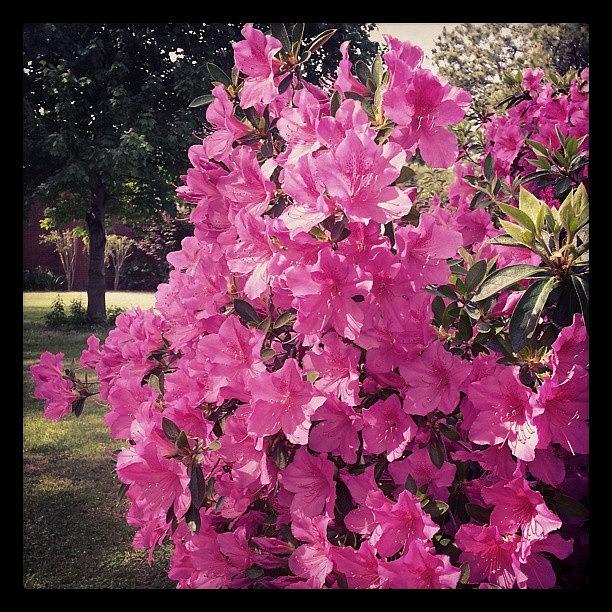 Spring Photograph - Azaleas In Bloom. #spring #azaleas by Beth Macre