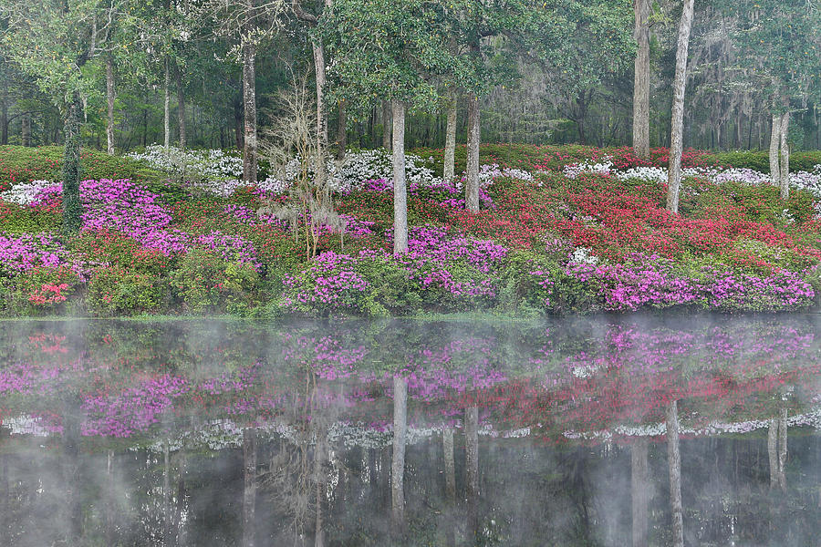 Spring Photograph - Azaleas In Full Bloom Reflected In Calm by Darrell Gulin
