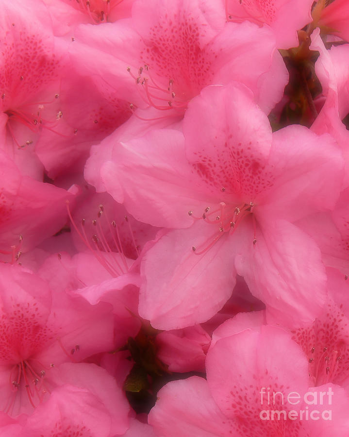 Azaleas in Soft Pink Photograph by MM Anderson