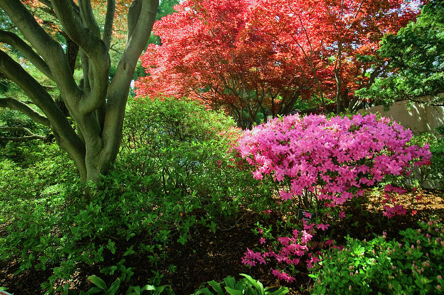 Azaleas In Spring In National Photograph by Panoramic Images