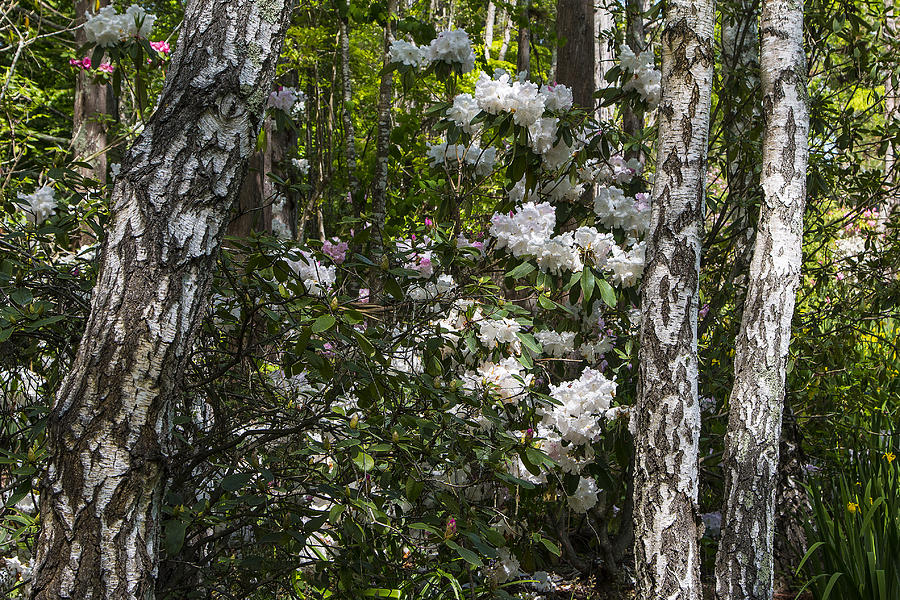 Azaleas In The Trees Photograph by Garry Gay
