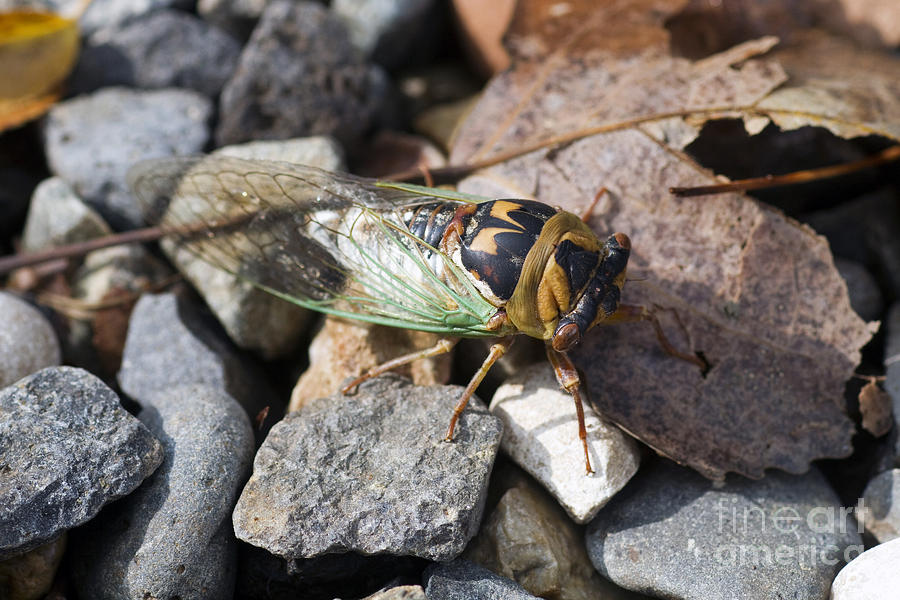 Aztec Cicada in Arizona Photograph by Martha Marks | Pixels