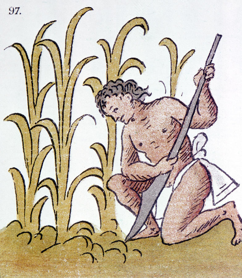 Aztec Farming Drawing by Granger