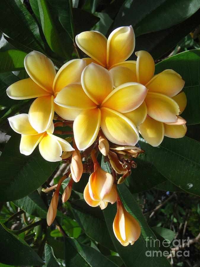 Aztec Gold Plumeria Photograph by Mary Deal