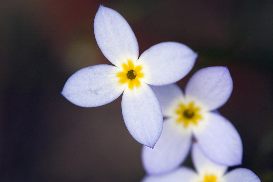 Azure Bluet Photograph by Tammy Harriss