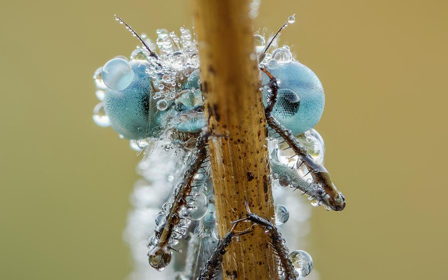 Insects Photograph - Azure Damselfly by Heath Mcdonald