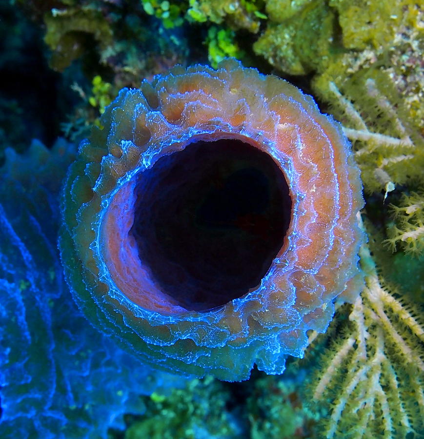 Azure Vase Sponge on a Coral Reef Photograph by Amy McDaniel
